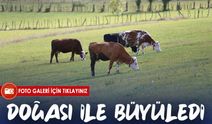 Ordu’nun Saklı Cenneti: Uluvahta Yaylası Sonbaharda Ziyaretçi Akınına Uğruyor