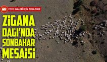 Zigana Dağı'nda Besiciler Sonbaharda Da Hayvanlarını Otlatıyor