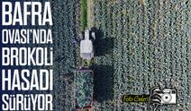 Bafra Ovası’nda Brokoli Hasadı Devam Ediyor: 13 Bin Ton Rekolte Bekleniyor
