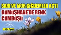 Sarı ve Mor Çiğdemler Açtı! Gümüşhane'de Renk Cümbüşü