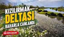 Kızılırmak Deltası baharla canlandı: Doğa şöleni başladı