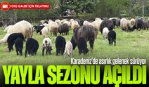 Karadeniz’de asırlık gelenek sürüyor: Yayla göçü renkli görüntüler oluşturdu