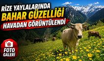 Rize Yaylalarında Bahar Güzelliği Havadan Görüntülendi; Doğa Yeniden Canlandı