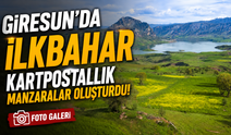 Giresun’da İlkbahar Kartpostallık Manzaralar Oluşturdu! Sarı ve Yeşilin Büyüleyici Uyumu