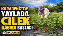 Samsun’un Alaçam İlçesinde Bin Rakımlı Dürtmen Yaylası’nda Çilek Hasadı Başladı