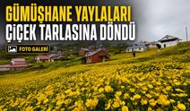 Gümüşhane Yaylaları Yağışların Ardından Çiçek Tarlasına Döndü