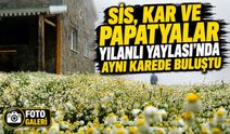 Gümüşhane Yılanlı Yaylası Papatyalarla Beyaza Büründü, Ortaya Eşsiz Manzaralar Çıktı