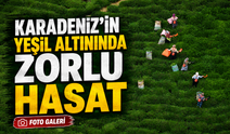 Karadeniz’in Yeşil Altınında Zorlu Hasat Dik Yamaçlarda Sürüyor