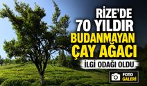 Rize’de 70 Yıldır Budanmayan Çay Ağacını Görenler Şaşkınlığını Gizleyemiyor