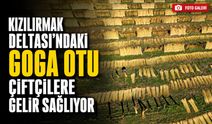 Kızılırmak Deltası’ndaki Goga Otu Çiftçilere Gelir Sağlıyor