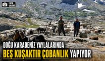 Doğu Karadeniz Yaylalarında Beş Kuşaktır Çobanlık Yapıyor