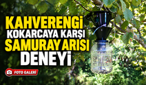 Samuray arısında yeni yöntem: En etkili salım şekli araştırılıyor