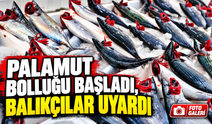 Palamut bolluğu başladı, balıkçıdan dikkat çeken tavsiye: “Dondurucuya atabilirsiniz”