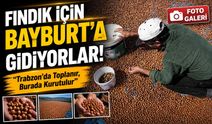 Fındık İçin Bayburt’a Gidiyorlar: “Trabzon’da Toplanır, Burada Kurutulur”