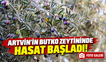 Artvin'in Altın Değerindeki Ürününde Hasat Başladı!; 2026 Rekolte Beklentisi Açıklandı