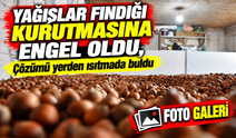 Karadenizli Üretici Yağışlar fındığı kurutmasına engel oldu, çözümü yerden ısıtmada buldu