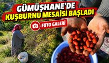Gümüşhane’de Kuşburnu Mesaisi Başladı: Kazanlar Kaynıyor