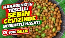 Karadeniz’in Tescilli Şebin Cevizinde Bereketli Hasat; Rekolte Beklentileri Sevindirdi