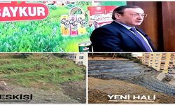ÇAYKUR’DAN YENİ DAMIZLIK  KLON ÇAY BAHÇELERİ