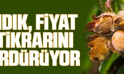 FINDIK, FİYAT İSTİKRARINI SÜRDÜRÜYOR