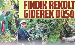 FINDIK REKOLTESİ GİDEREK DÜŞÜYOR