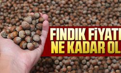 FINDIK FİYATLARI NE KADAR OLDU? 