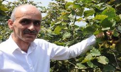 FINDIKTA VERİM İÇİN GÜBRELEME ŞART