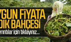 GİRESUN TİREBOLU'DA FINDIK BAHÇESİ