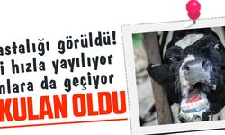 TÜRKİYE'DE İLK ŞAP HASTALIĞI GÖRÜLDÜ