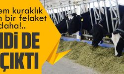 TÜRKİYE'DE ŞAP VİRÜSÜ ALARMI!