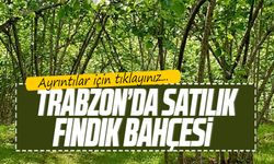 Trabzon Araklı’da satılık fındık bahçesi 