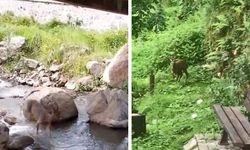 Artvin'de yerleşim yerlerine karacalar indi