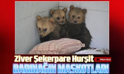 Bursa'da yavru ayılar barınağın maskotu oldu