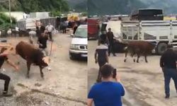 İpini koparan boğa Hopa'da kurban pazarını birbirine kattı