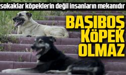 Başıboş köpek olmaz"