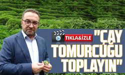 ‘Beyaz çay’ için "Çay tomurcuğu toplayın" 