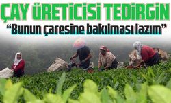 Sargı otu çay üreticisini tedirgin ediyor