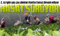 Yaş çay hasadı sürüyor