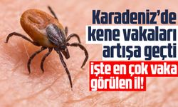 Karadeniz'de kene vakaları artışa geçti!