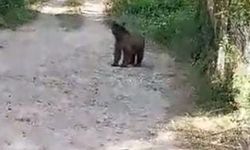 Bolu'da köylünün ayıyla sohbeti kahkaha attırdı! 