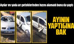 Ayılar ev yada arı peteklerinden hızını alamadı bunu da yaptı 