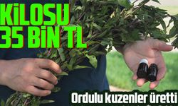 Ordulu kuzenlerin ürettiği yağın litresi 35 bin TL