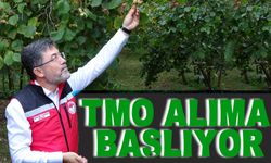 TMO fındık alımına başlıyor