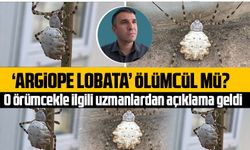 ‘Argiope lobata’ örümceği ölümcül mü?