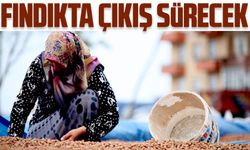 Fındıkta çıkış sürecek