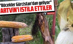 Artvin'de kahverengi kokarca böceği istilası