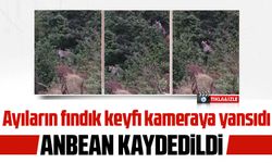 Ayıların fındık keyfi kameraya yansıdı