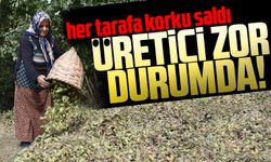 Uzun antenli böcek her tarafa korku saldı