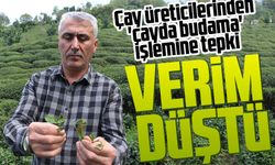 Çay üreticilerinden 'çayda budama' işlemine tepki