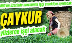 Çaykur yüzlerce işçi alacak